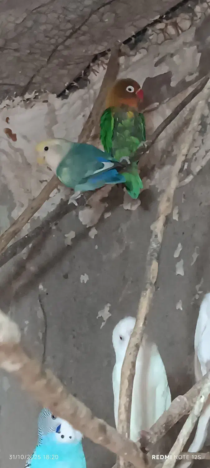 مرغ عشق و کوتوله|پرنده|زابل, |دیوار