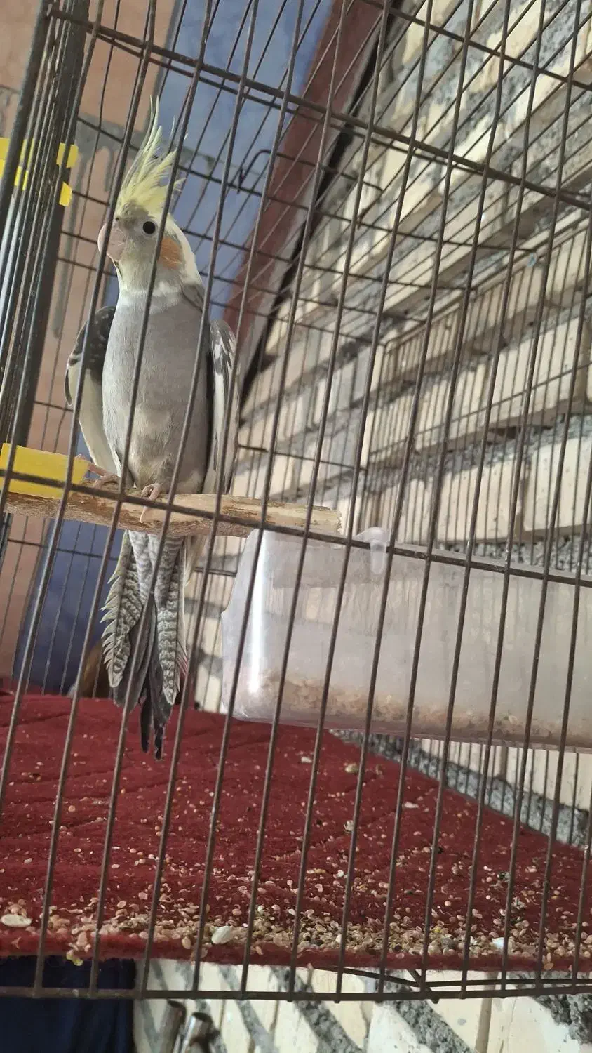 پرنده نر نیمه دستی|پرنده|اندیمشک, |دیوار