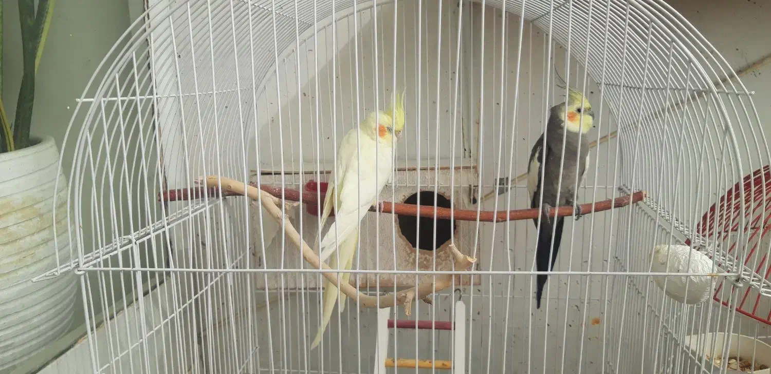 دوعدد عروس هلندی جفت لوتینو و گل باقالی|پرنده|اصفهان, فرودگاه شهید بهشتی|دیوار