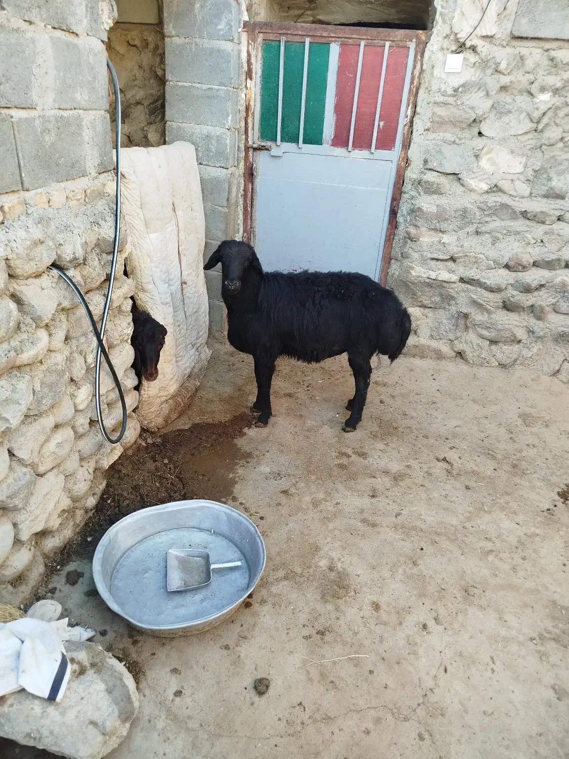 قوچ افشار دو دندون|حیوانات مزرعه|بستان آباد, |دیوار