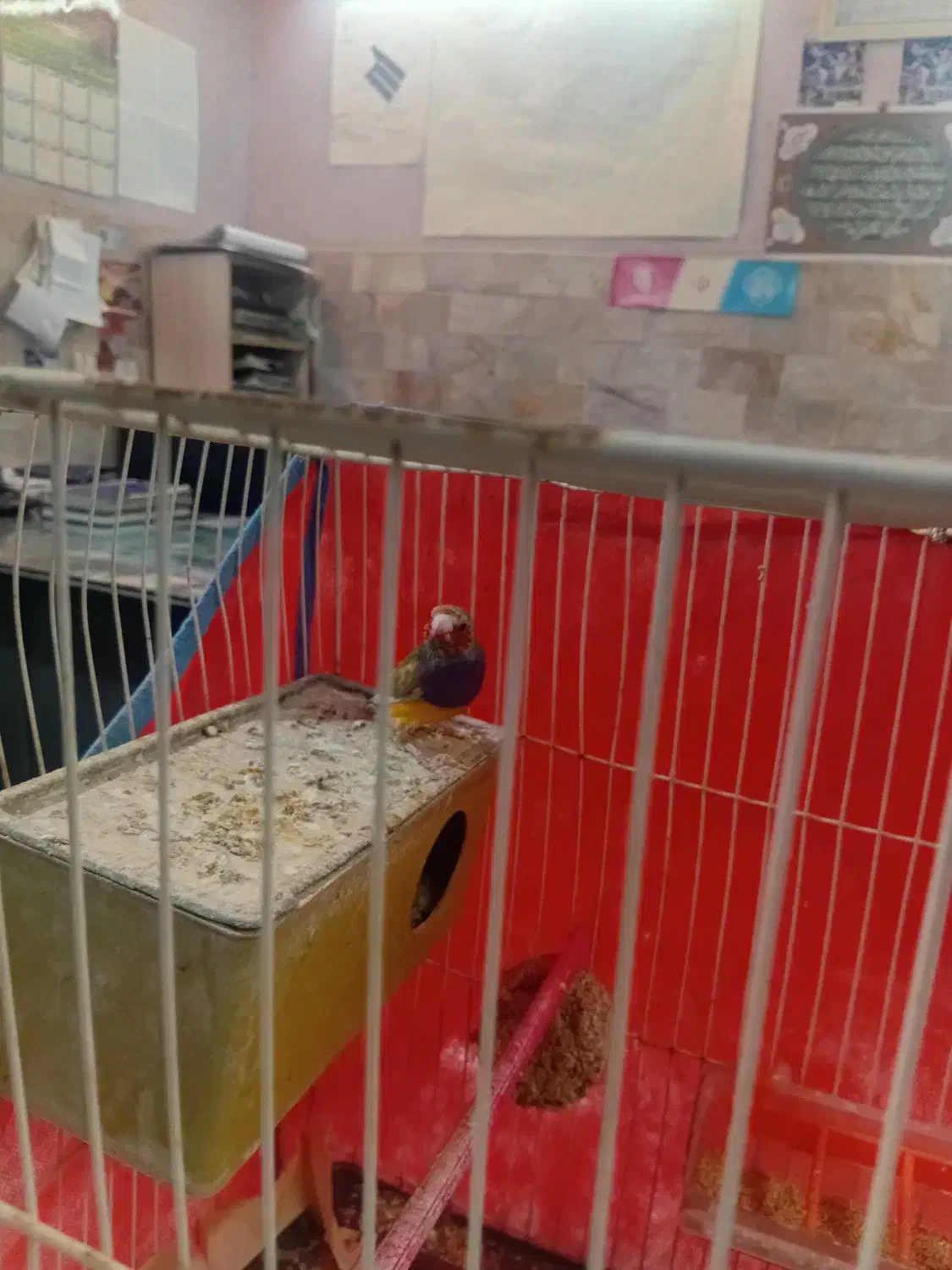 باسلام یک عدد فنچ گلدین ماده آماده یک ساله .|پرنده|مشهد, شهید قربانی|دیوار