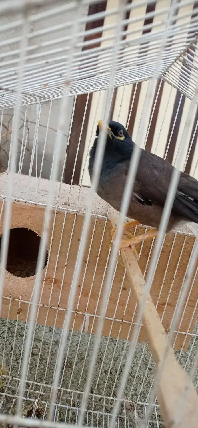 مرغ مینا سخنگو|پرنده|آمل, |دیوار