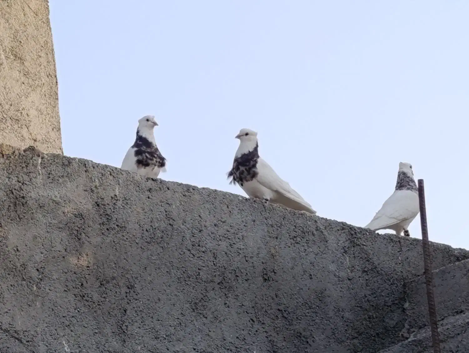 کفتر طوقی نر|پرنده|اهواز, بعثت|دیوار