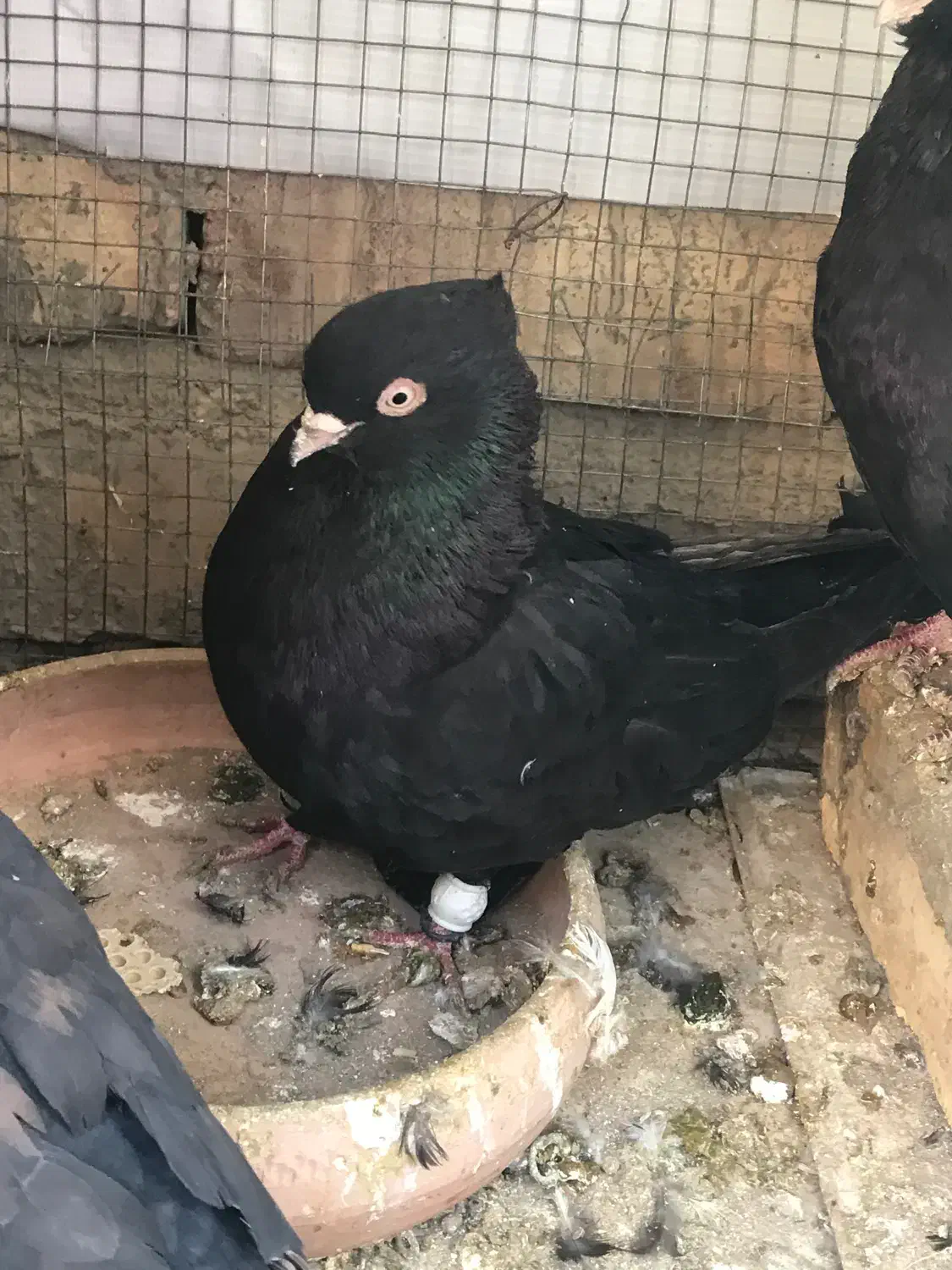 زاغ چشمنوک ماده مست مست بازیکن پرشی|پرنده|شاهینشهر, شهرک گلدیس|دیوار