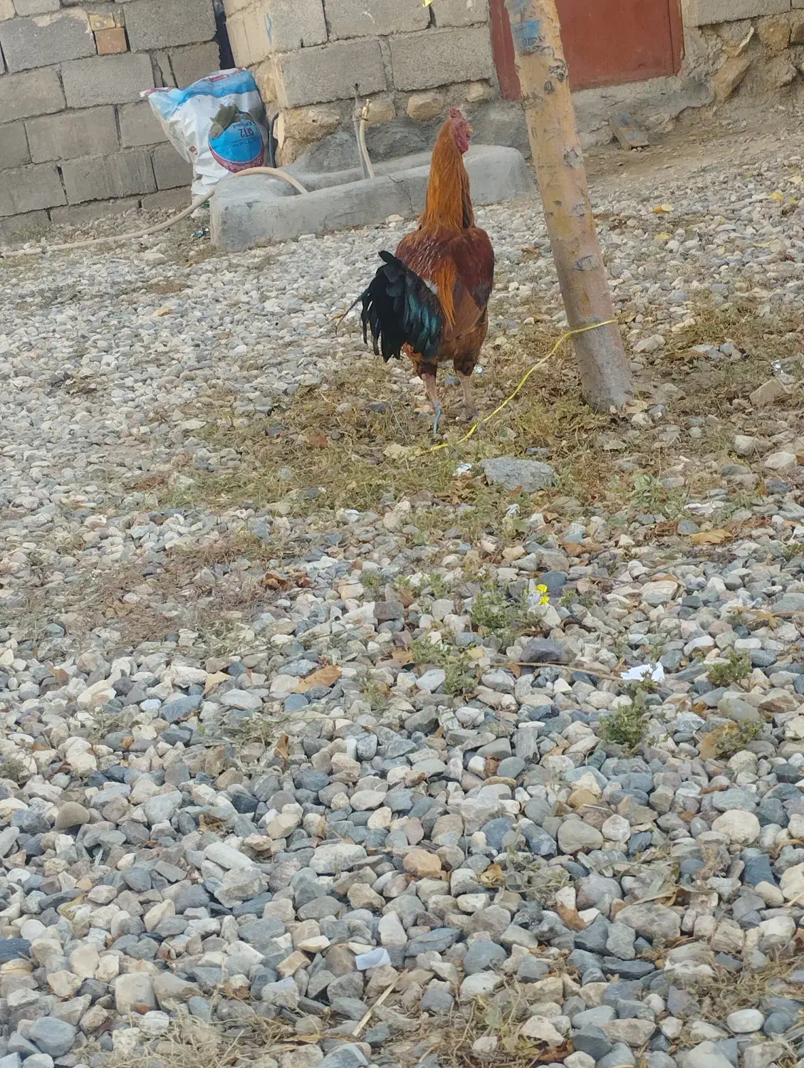 خروس|حیوانات|ماهنشان, |دیوار