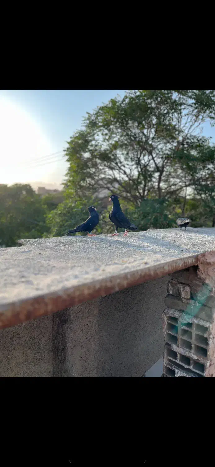 کلاغ کاکلی|پرنده|سبزوار, امیر کبیر|دیوار