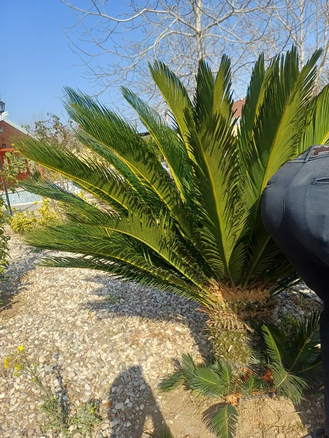 برگ سیکاس|گل و گیاه طبیعی|طاهرگوراب, |دیوار