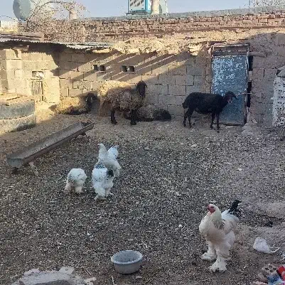 میش آوست و بز زاییده مفت|حیوانات مزرعه|تربت جام, جامرود|دیوار