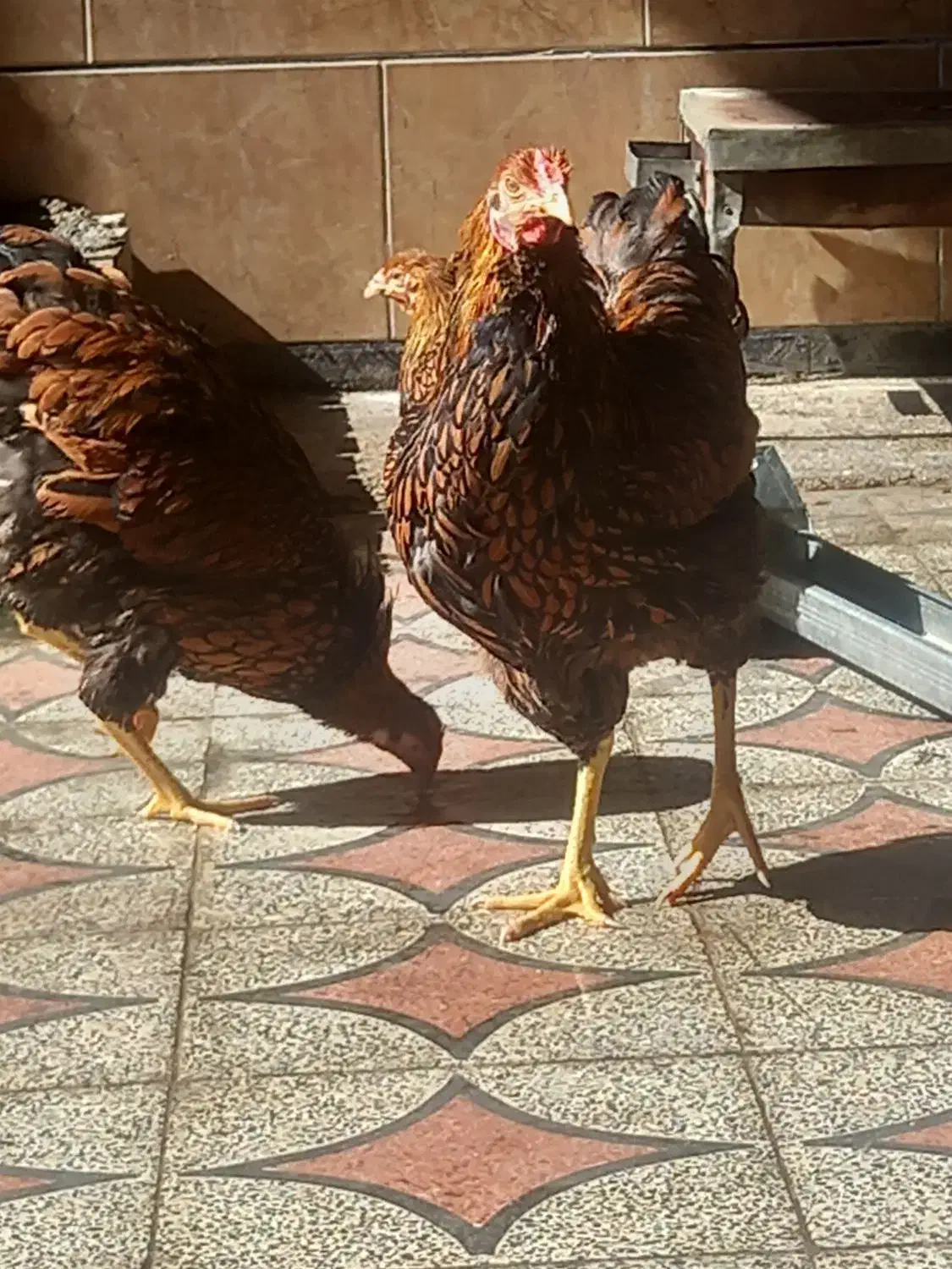 ویاندوت آمریکایی جی اس جی فول کیفیت|حیوانات مزرعه|اندیمشک, |دیوار