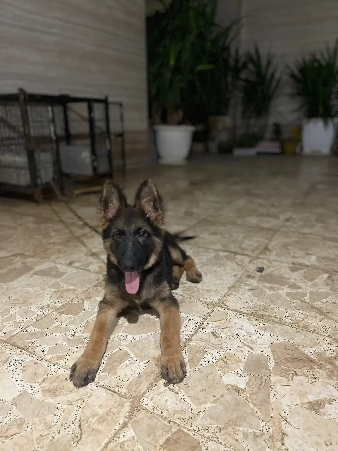 توله ژرمن ۴ماهه نر اصیل شیبدار|سگ|رشت, کوی حسینی|دیوار