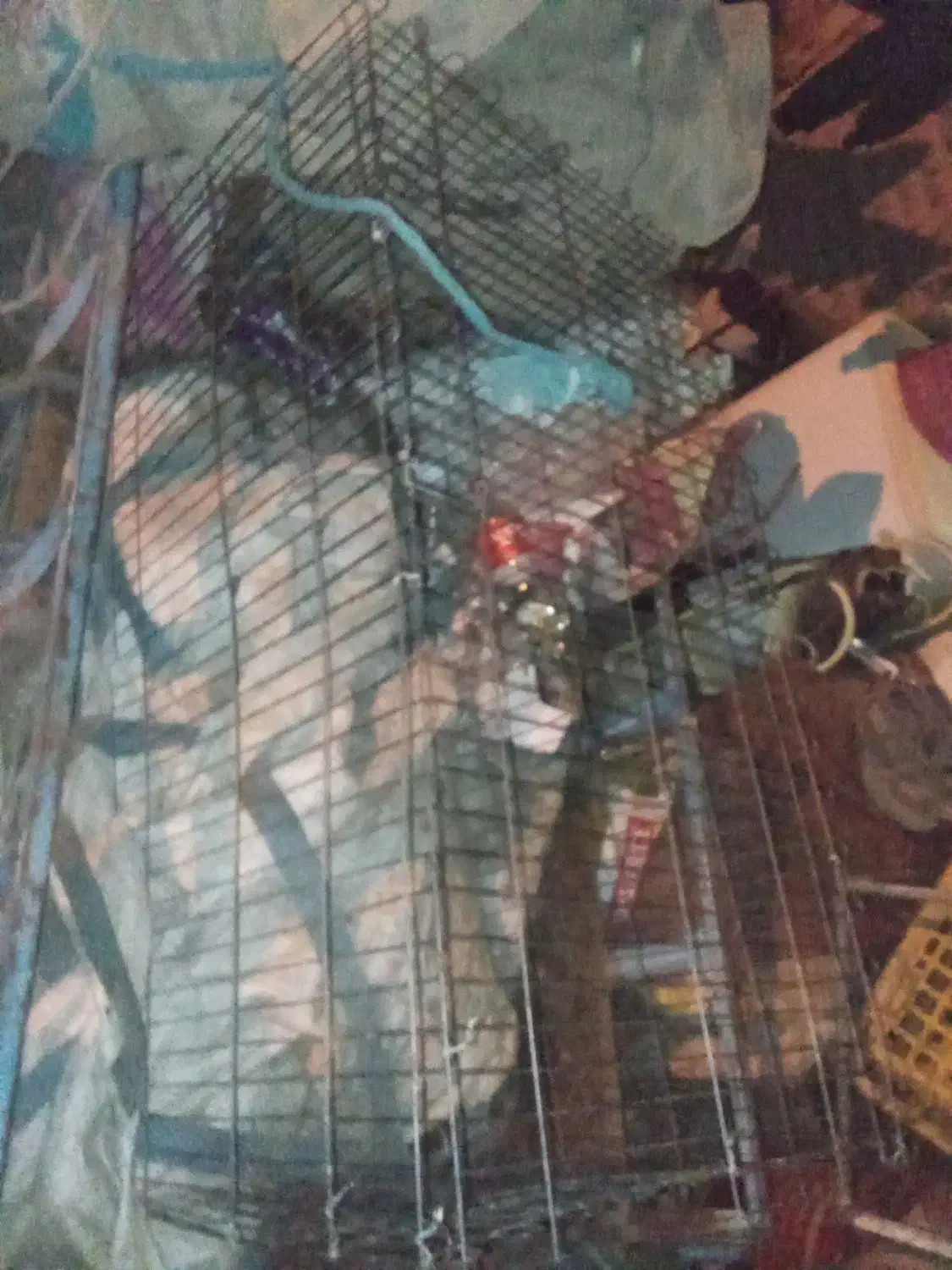 قفس پرنده|پرنده|تربت جام, معدآباد|دیوار