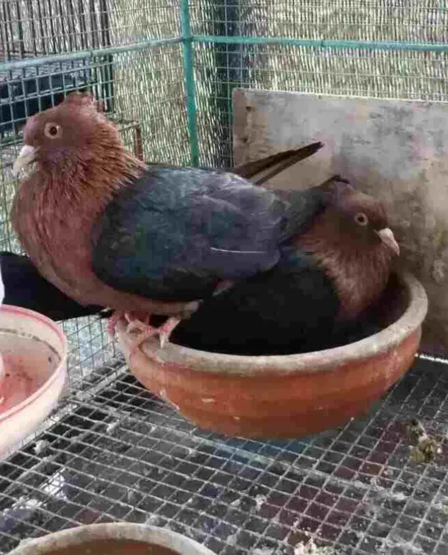 یک جوفت ارشینگل|پرنده|ارومیه, |دیوار