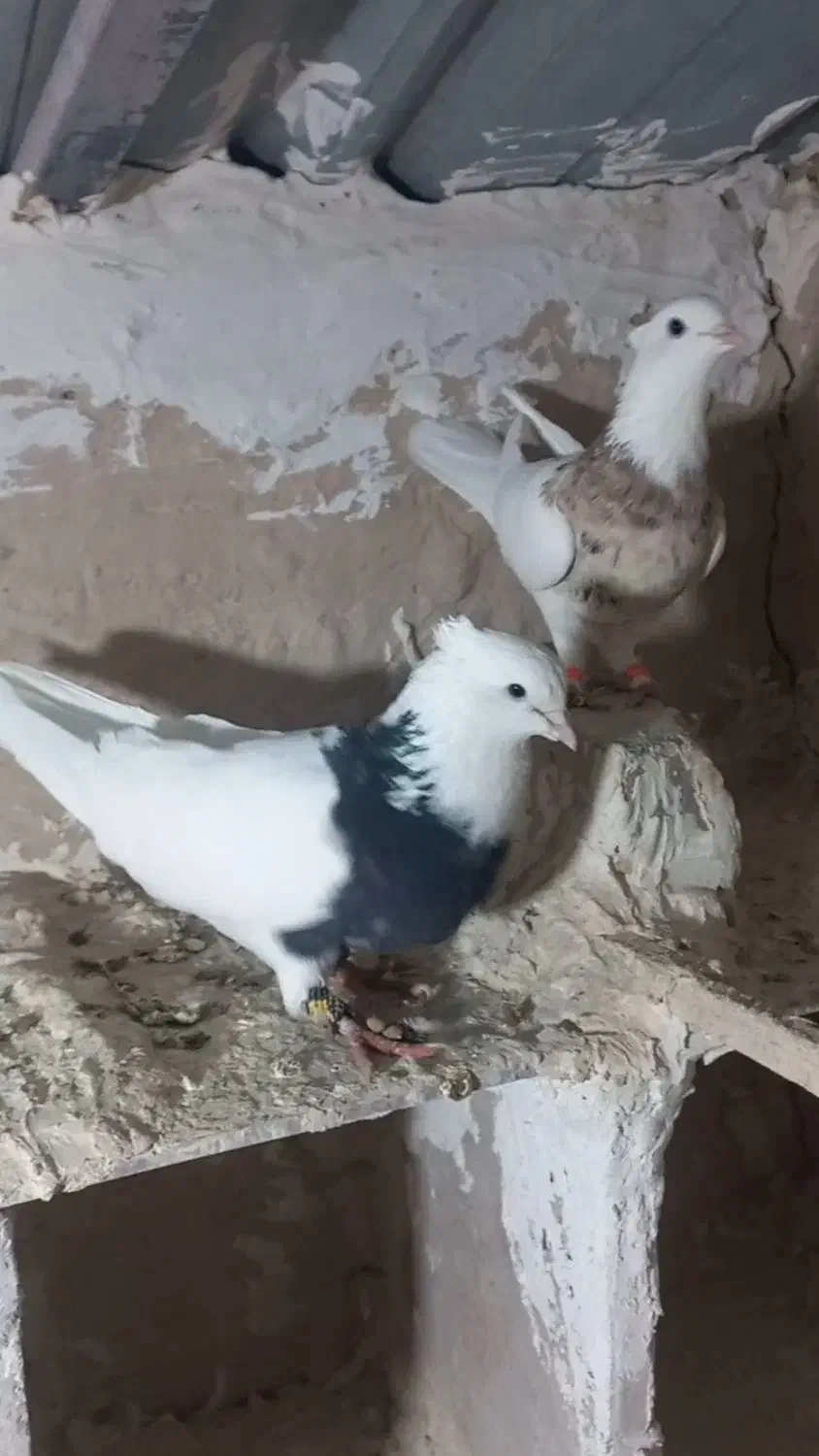 کبوتر طوقی سرور|پرنده|زرندیه, |دیوار