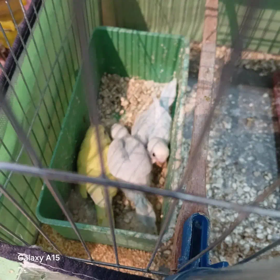 ی جفت مرغ عشق رنگ خوب با جوجه و دوتا نر تکی|پرنده|شیراز, چشمه سید صفری|دیوار