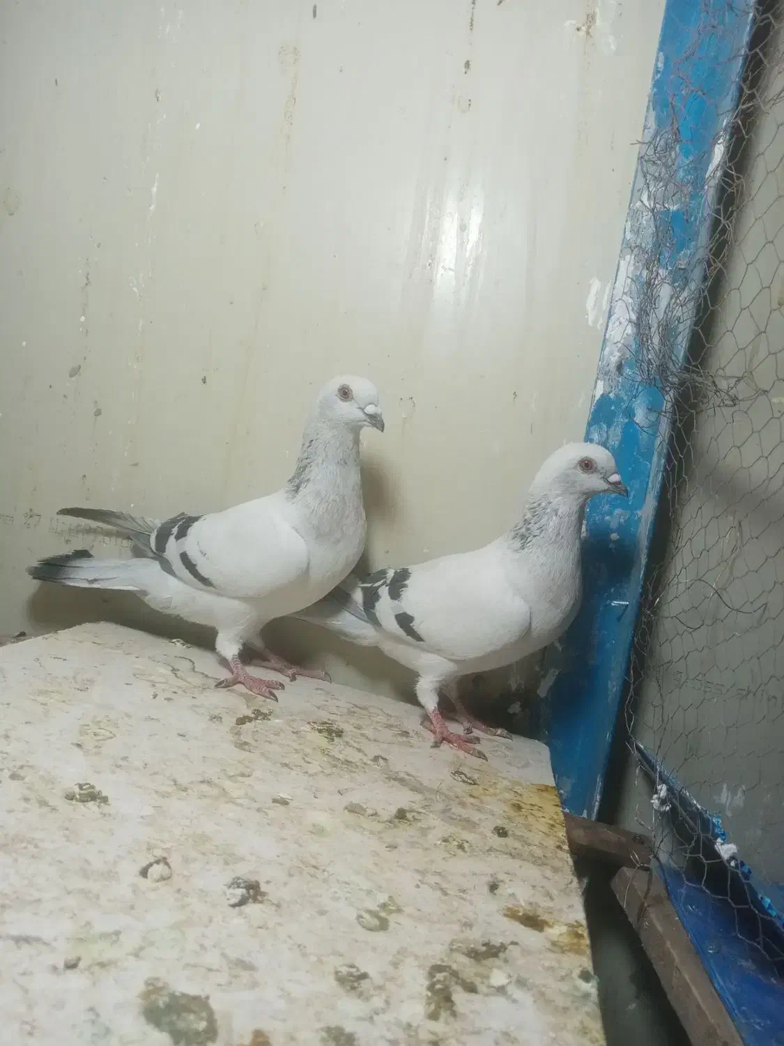 سلام جفت شامی عروسک نره ماده|پرنده|زاهدان, |دیوار