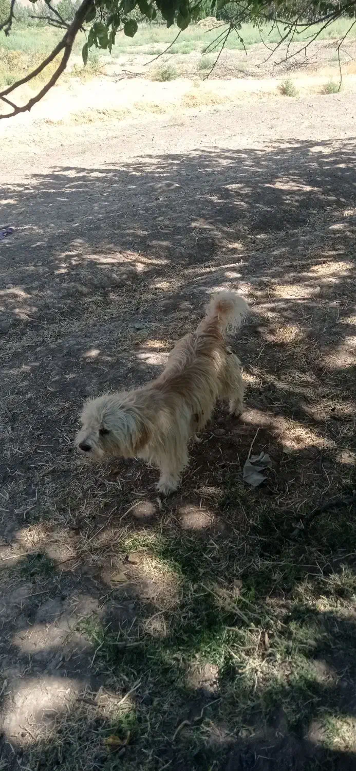 1111|سگ|لیلان, |دیوار