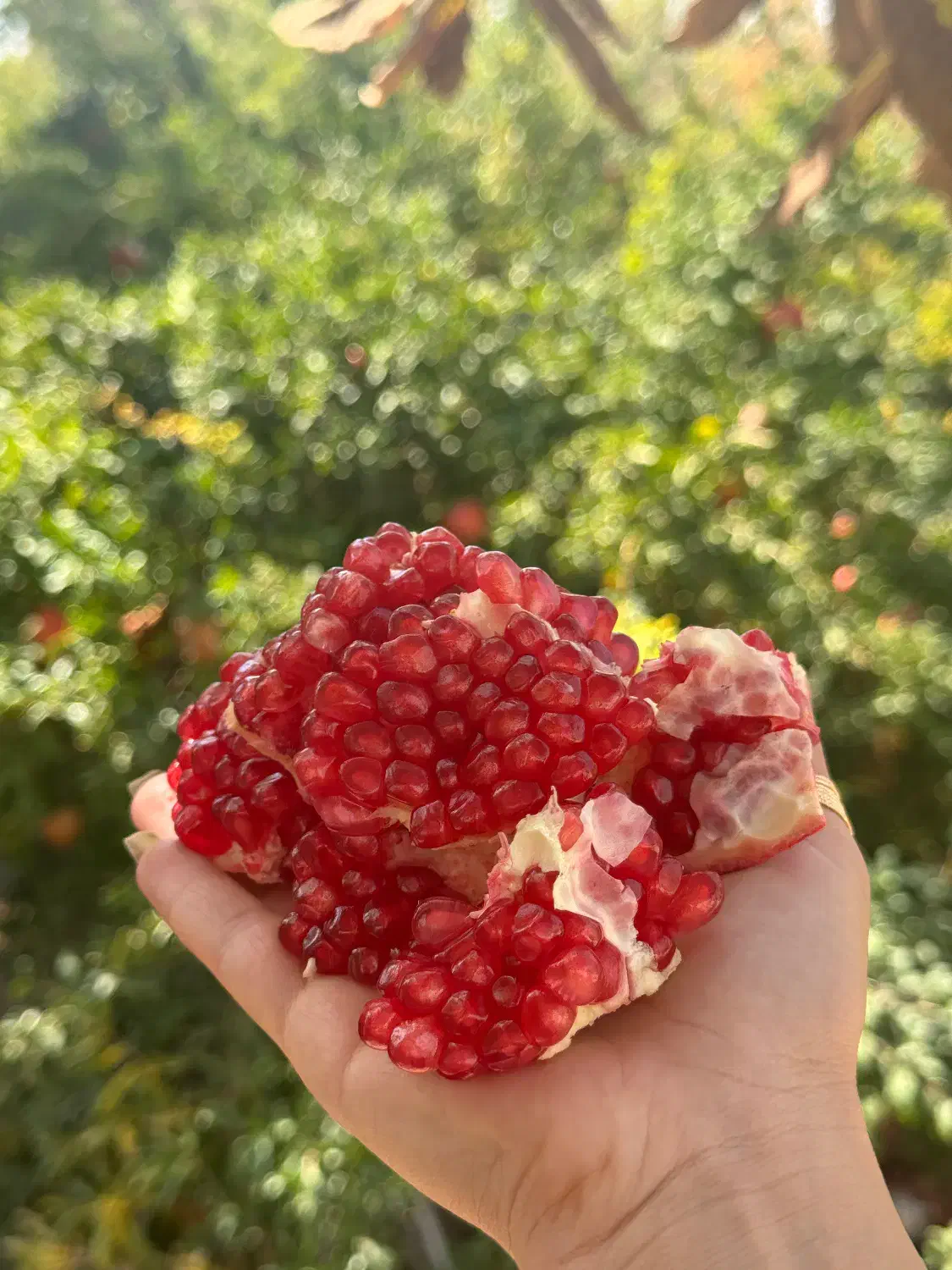 انار میخوش‌مهریز|خوردنی و آشامیدنی|یزد, |دیوار