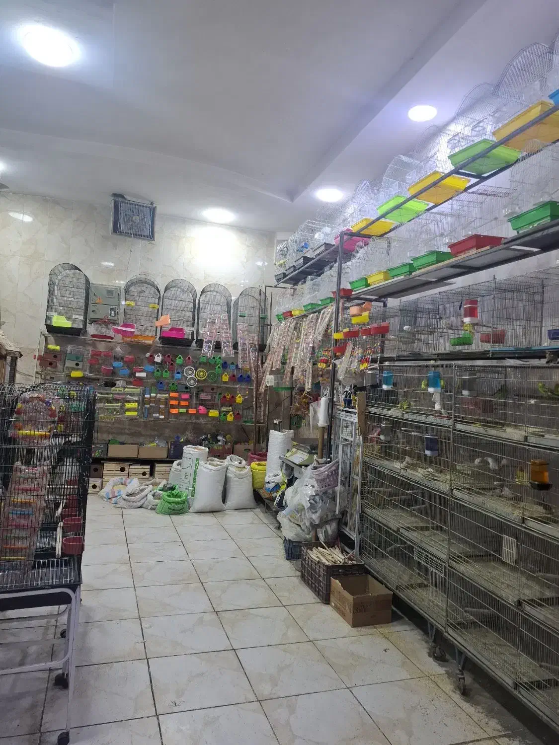 فروش انواع پرنده|پرنده|شهریار, شهریار|دیوار