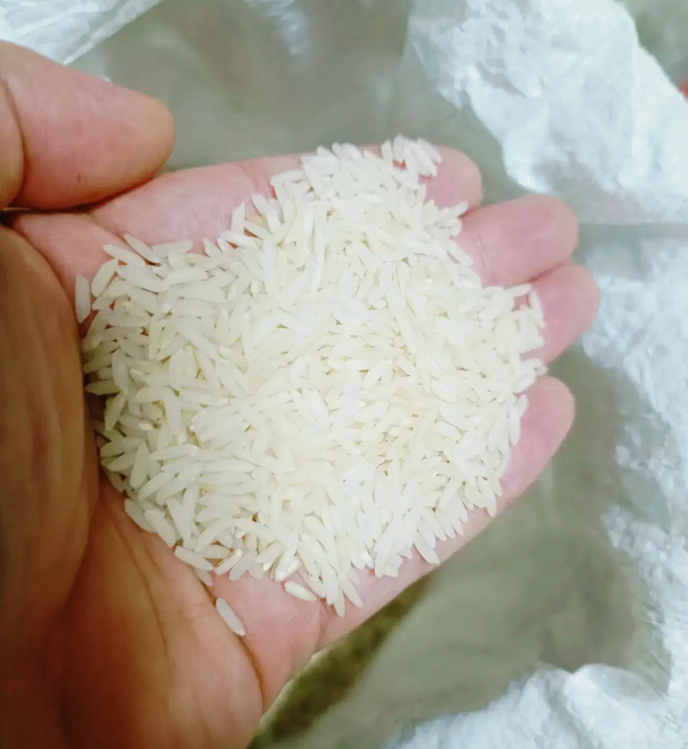 برنج هاشمی اصل درشت|خوردنی و آشامیدنی|رشت, ساغری سازان|دیوار