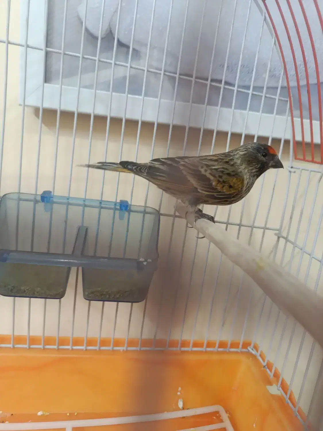 گلبسر نر|پرنده|تهران, مشیریه|دیوار