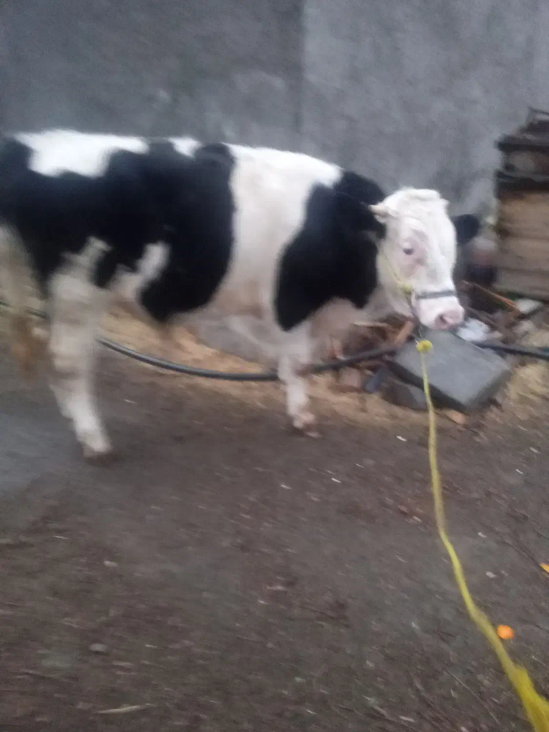 گوساله ی سیمنتال|حیوانات مزرعه|سنندج, |دیوار