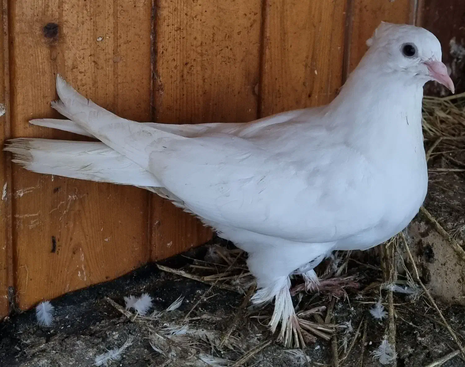 کبوتر طوقی سفید|پرنده|بابل, |دیوار