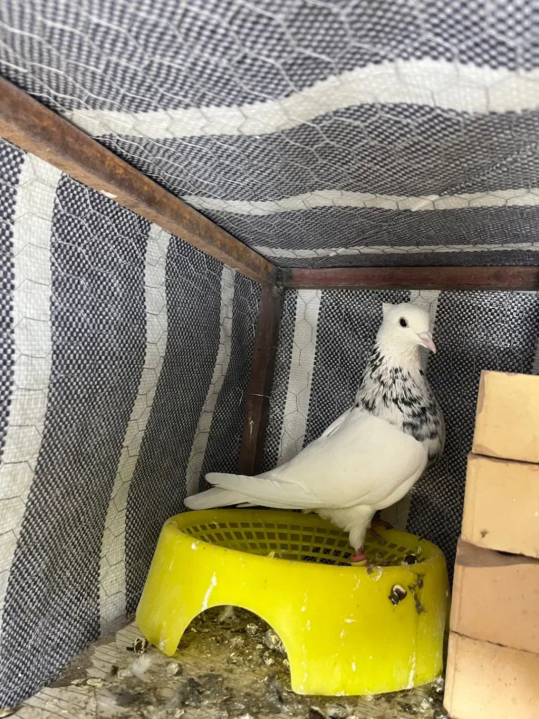 کبوتر طوقی|پرنده|تاتار علیا, |دیوار