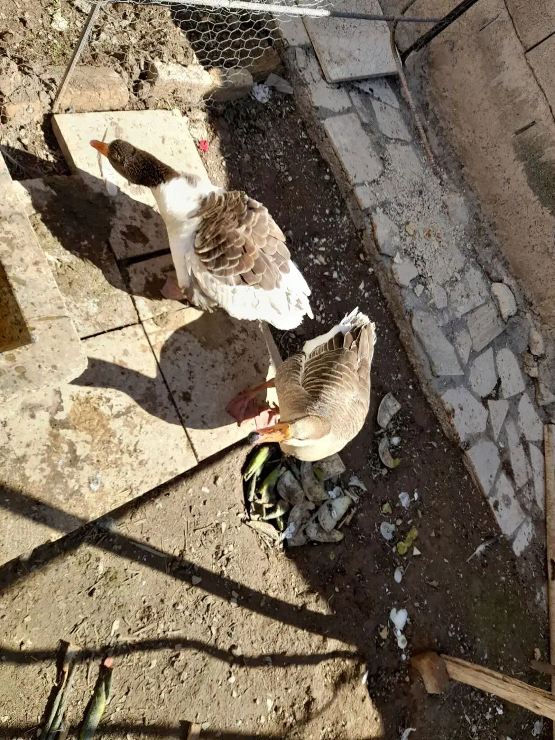 غاز|حیوانات مزرعه|ماکو, |دیوار