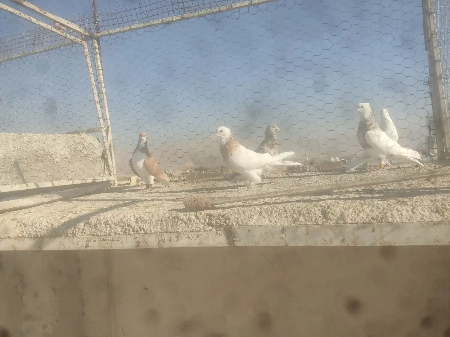 فروش کفتر|پرنده|شیراز, شهرک ترکان|دیوار