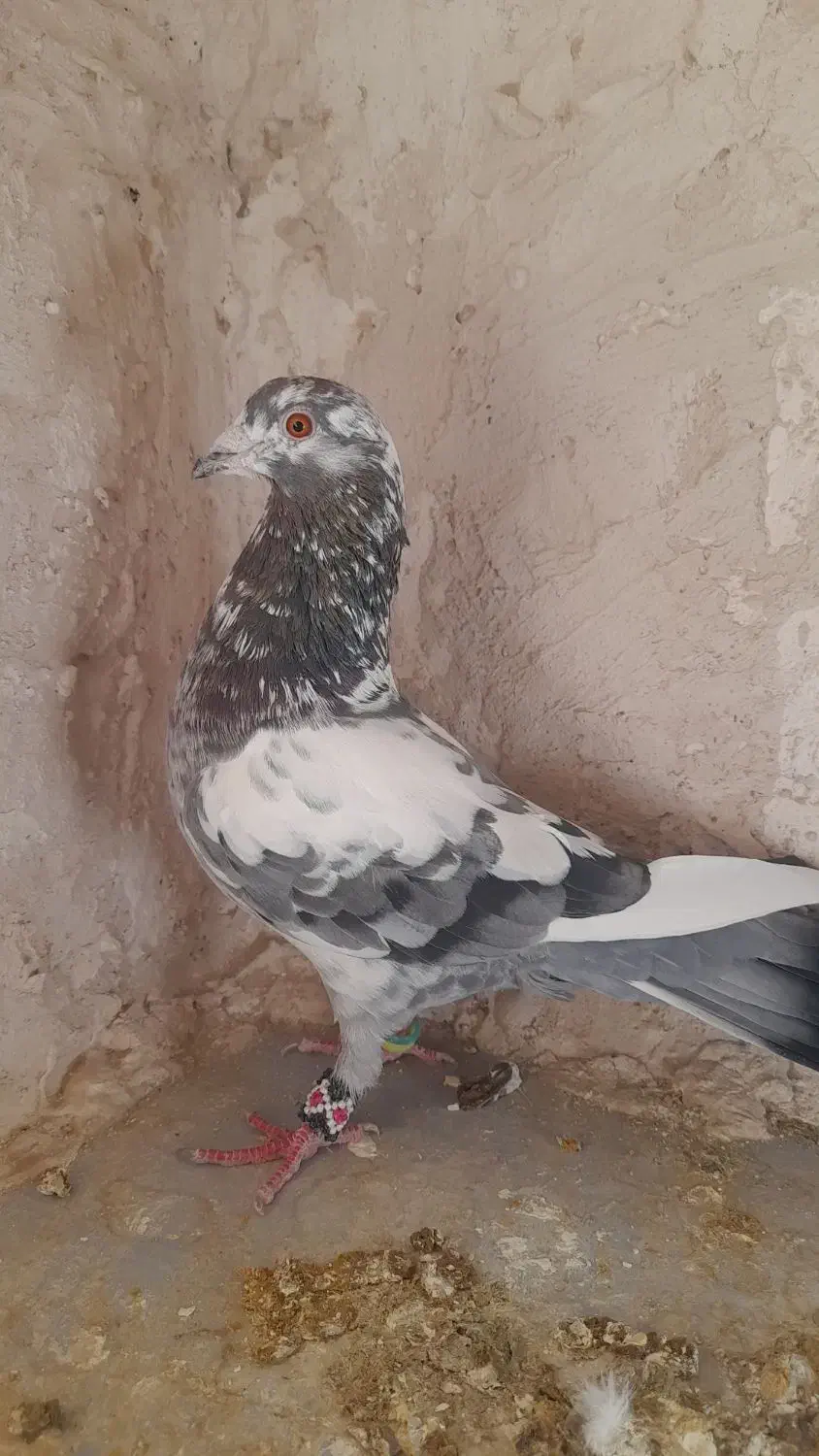 کبوتر|پرنده|فردوس (خراسان), |دیوار