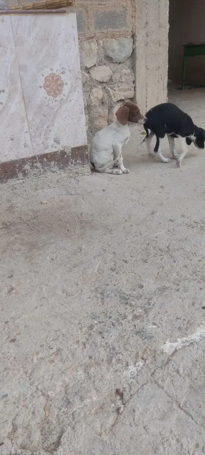 توله دنبلانی|سگ|گلی داغ, |دیوار