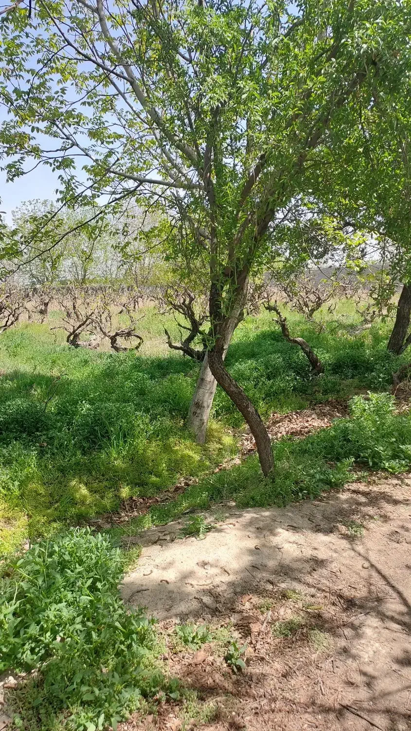 ۳۶۰۰ متر باغ جاده قدیم انجم آباد|فروش زمین و ملک کلنگی|رباطکریم, انجم آباد|دیوار