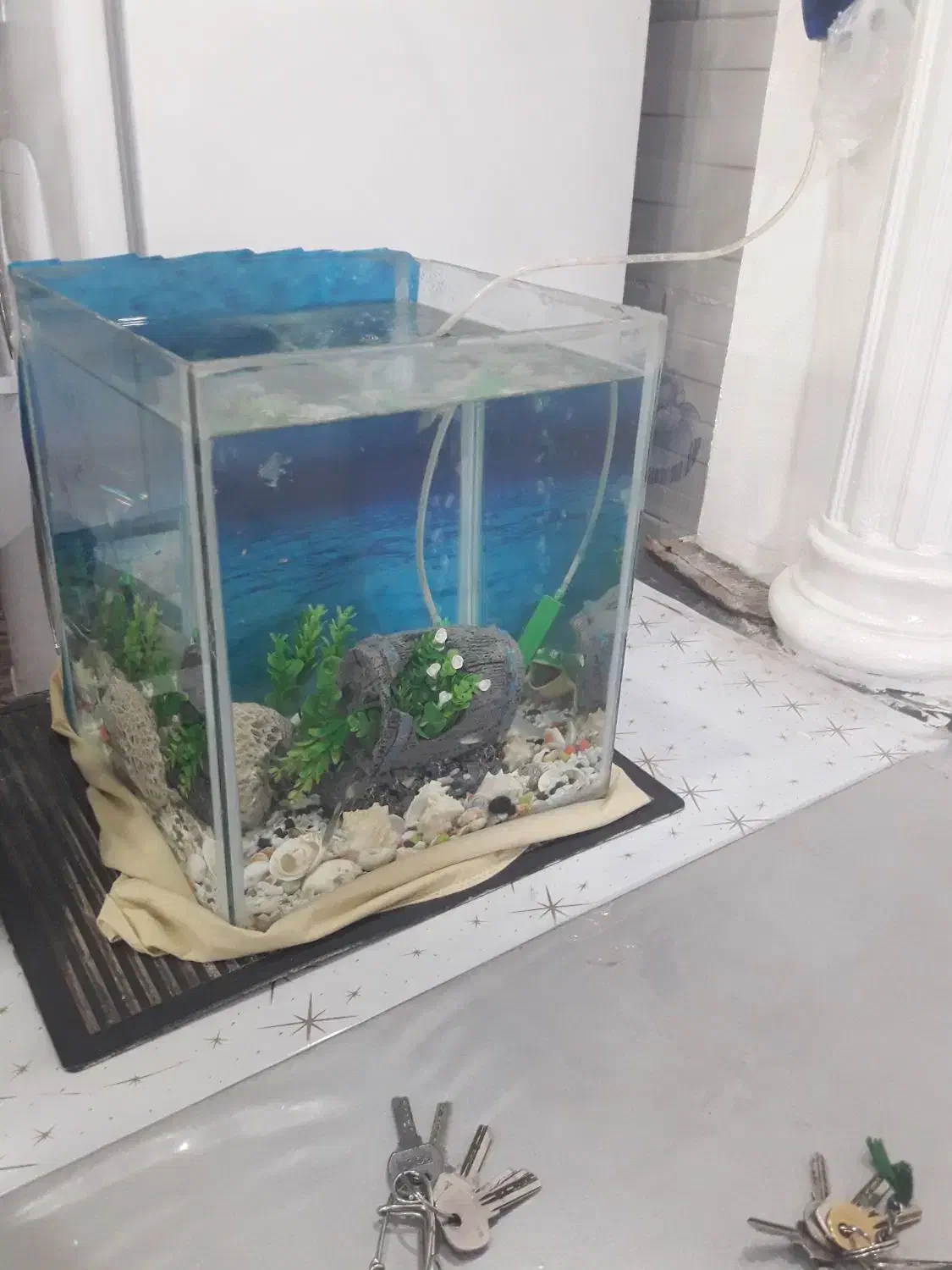 اکواریوم|ماهی|مسجد سلیمان, |دیوار