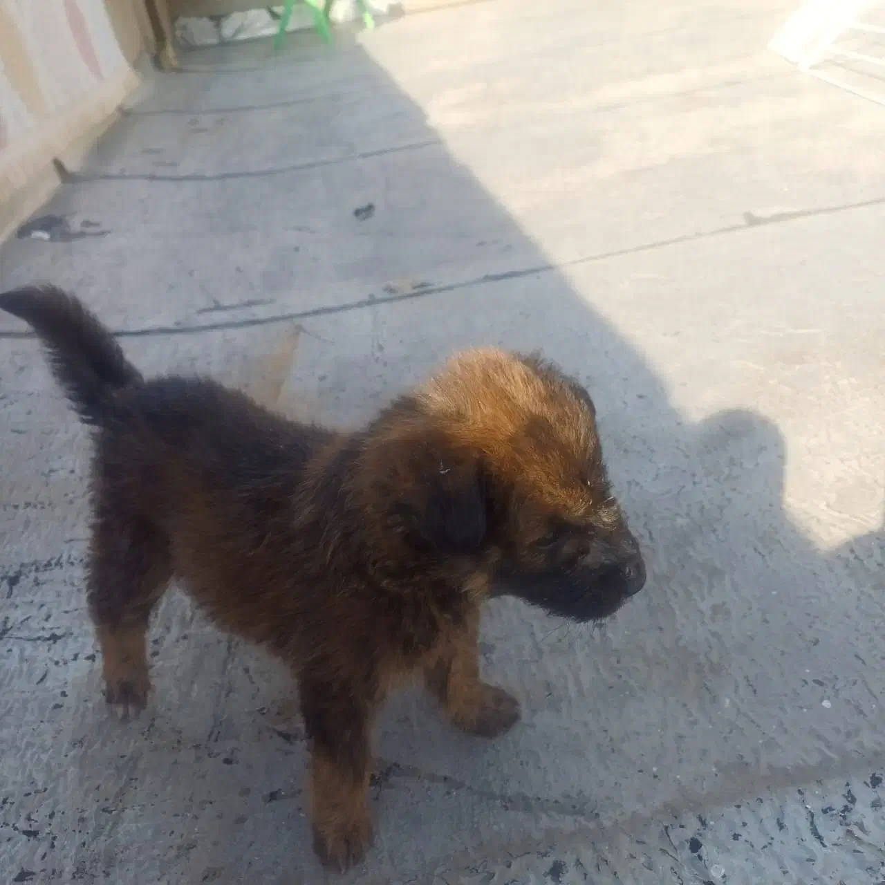 توله ژرمن شپرد ماده دوماهه اصیل|سگ|ماهدشت, |دیوار