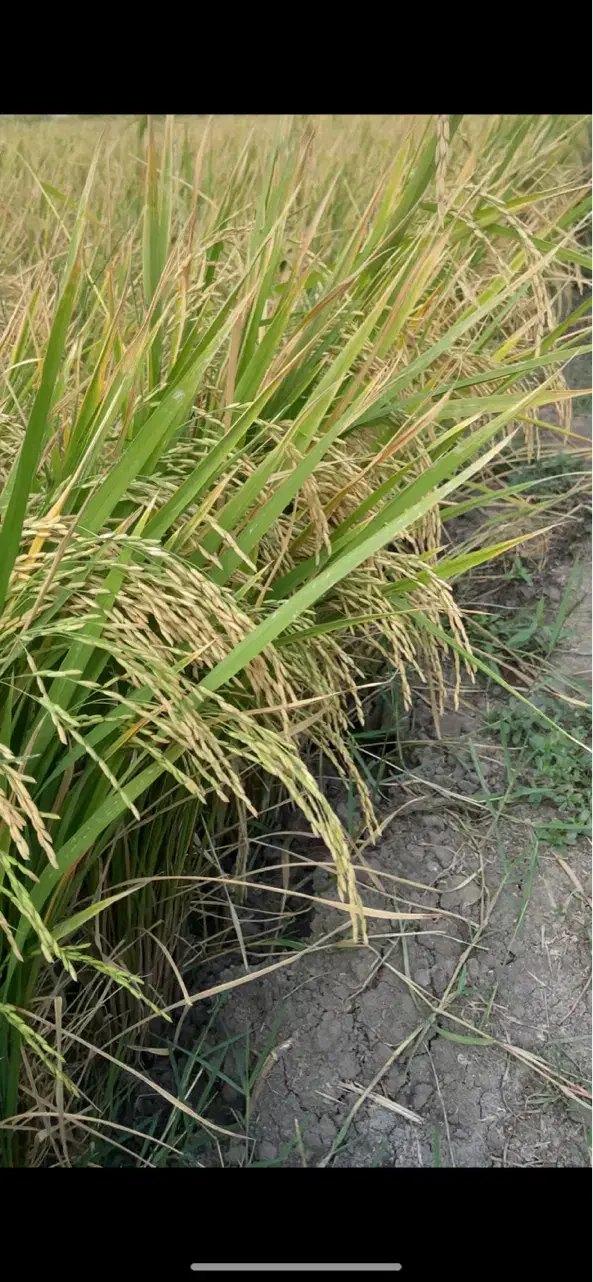 شالی ندا ۹۰روزه|خوردنی و آشامیدنی|گنبد کاووس, |دیوار