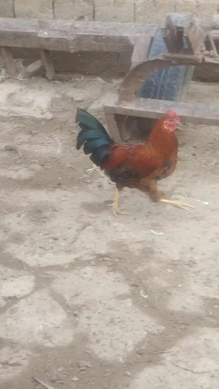 خروس|حیوانات مزرعه|نقده, |دیوار