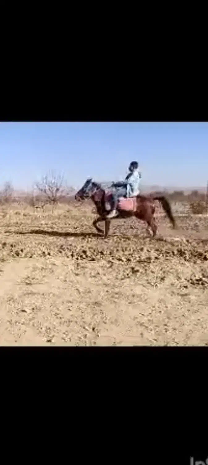 اسب یورقه|اسب و تجهیزات اسبسواری|نیشابور, شهرک رضوی|دیوار