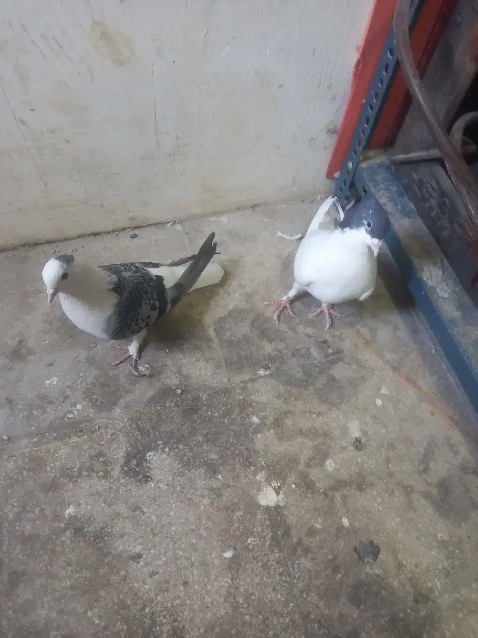 کبوتر|پرنده|قم, سرحوض|دیوار