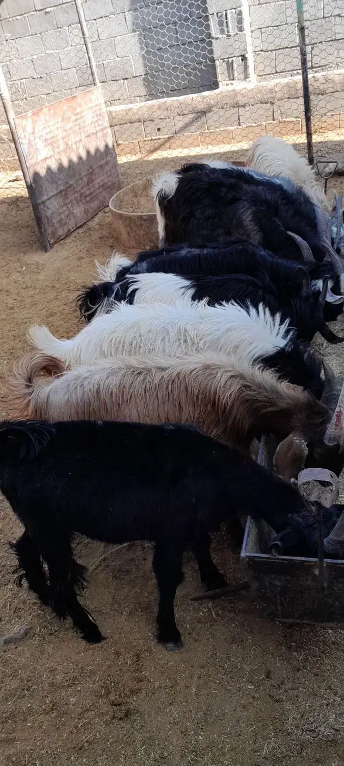 کهره نر ..|حیوانات مزرعه|پاسارگاد, |دیوار