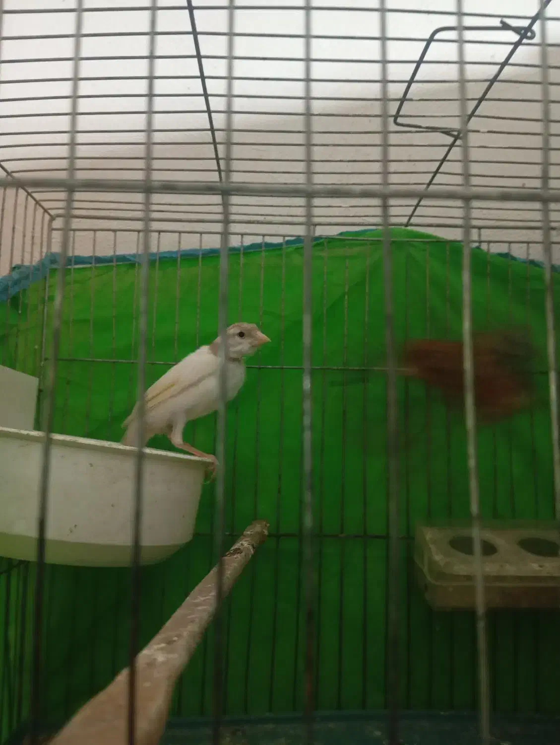 قناری ماده کشیده عالی|پرنده|گنبد کاووس, |دیوار