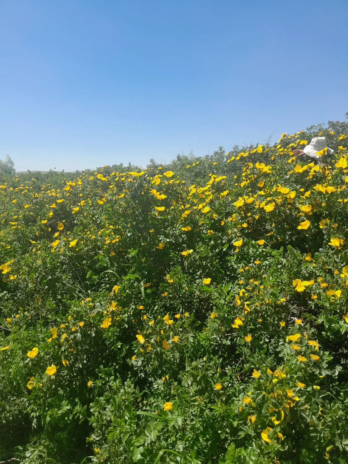 گل زرد|گل و گیاه طبیعی|دهگلان, |دیوار