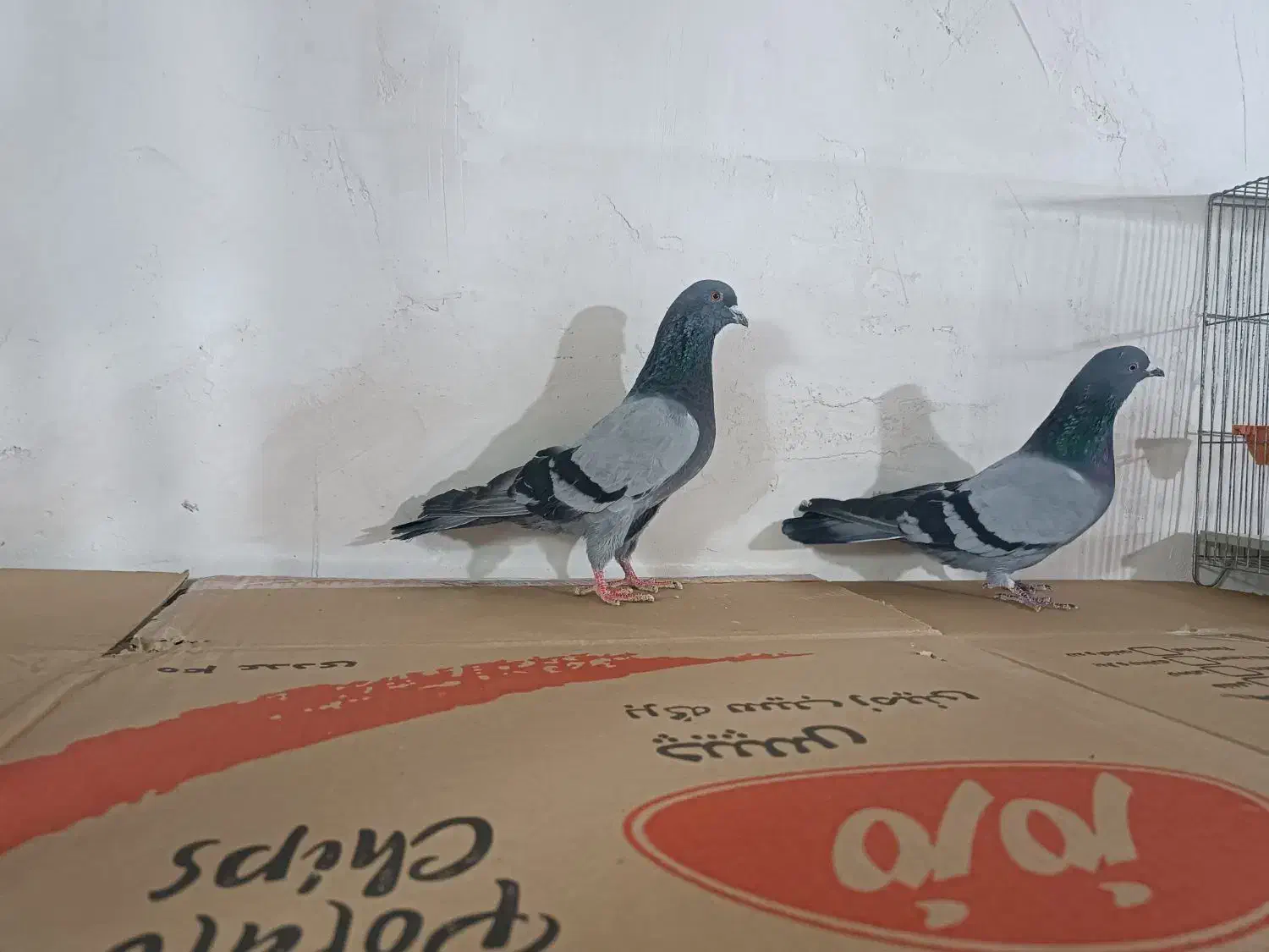 سبز|پرنده|کبودرآهنگ, |دیوار