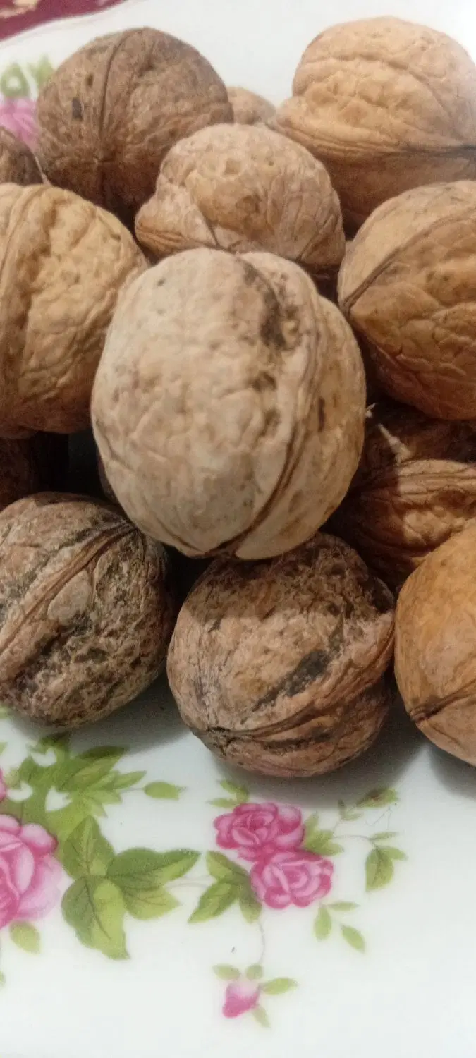 خشکبار|خوردنی و آشامیدنی|مراغه, |دیوار
