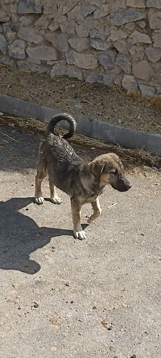 توله ماده 3ماهه پشدر|سگ|صومای برادوست, |دیوار