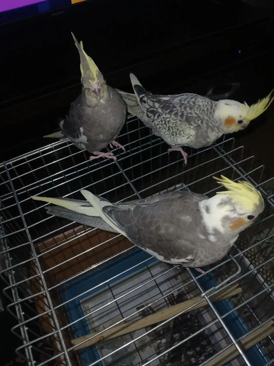 عروس هلندی|پرنده|تهران, آهنگ|دیوار