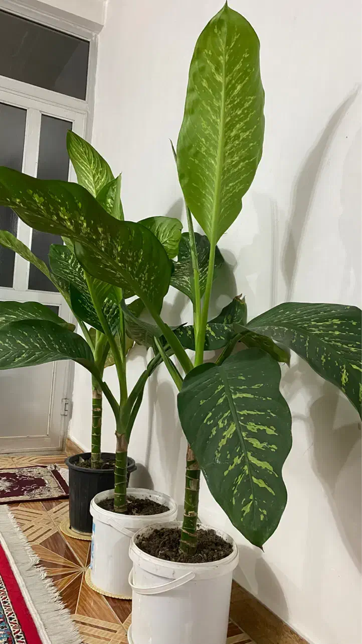 گل دیفن باخیا|گل و گیاه طبیعی|سنگر, |دیوار