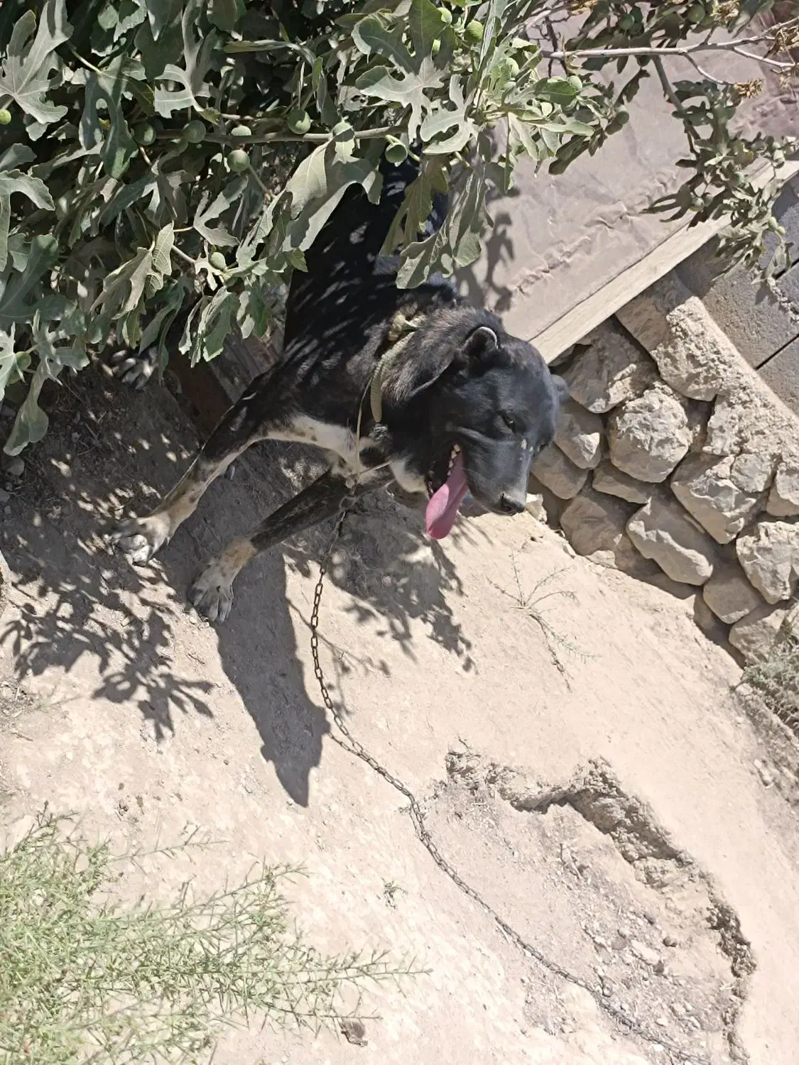 سگ های نگهبانی وو گله  داری|سگ|شیروان (خراسان), |دیوار