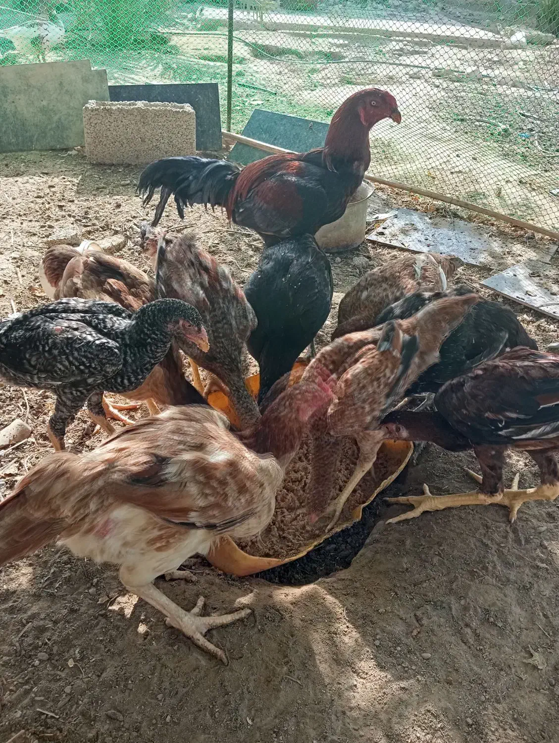 مرغ و خروس|حیوانات مزرعه|سعدآباد, |دیوار