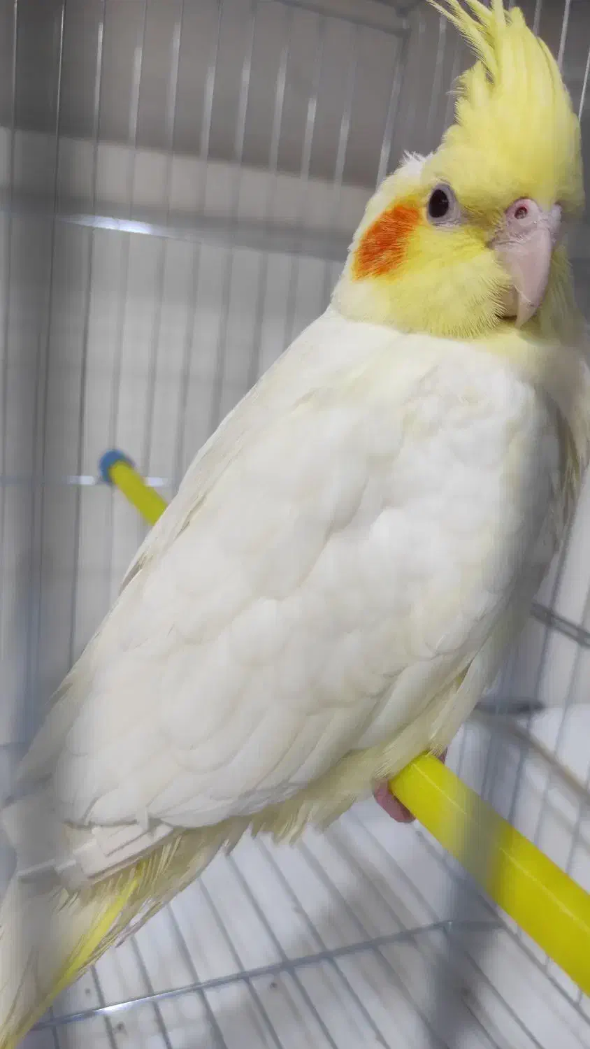 عروس هلندی|پرنده|دزفول, |دیوار