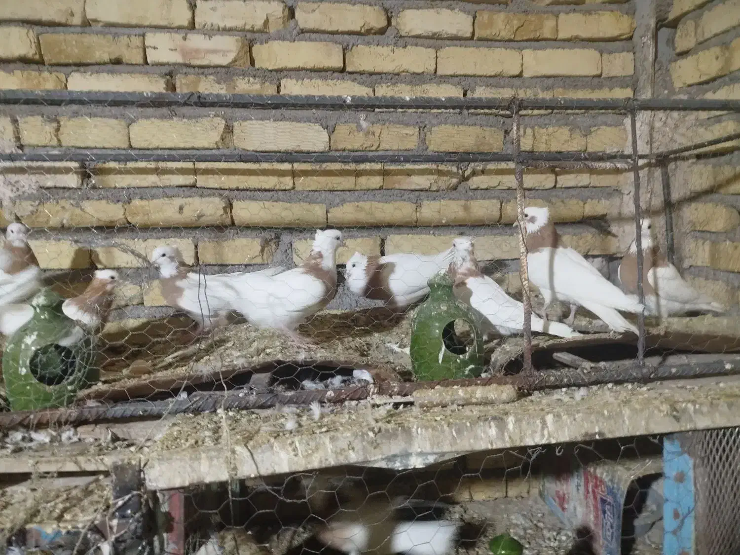 کبوتر طوقی|پرنده|شال, |دیوار